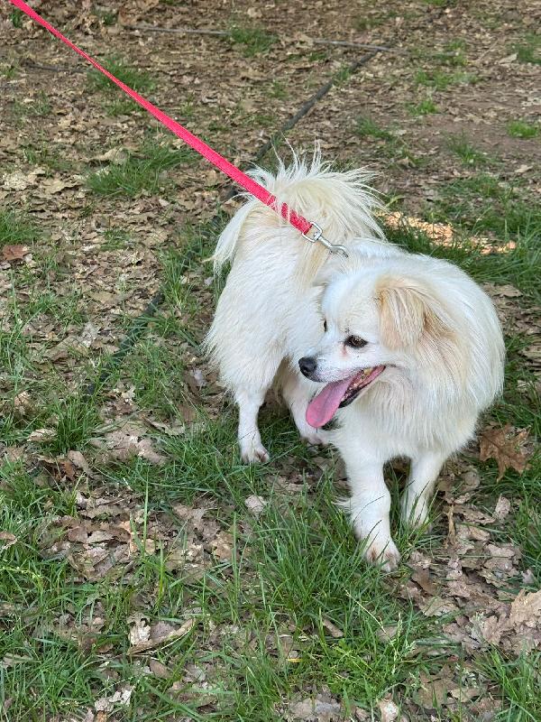 Cooki, un simil volpino allegro e giocherellone Foto 7